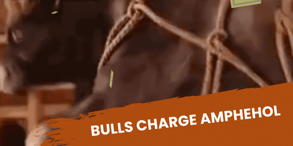 Bulls Charge Amphenol